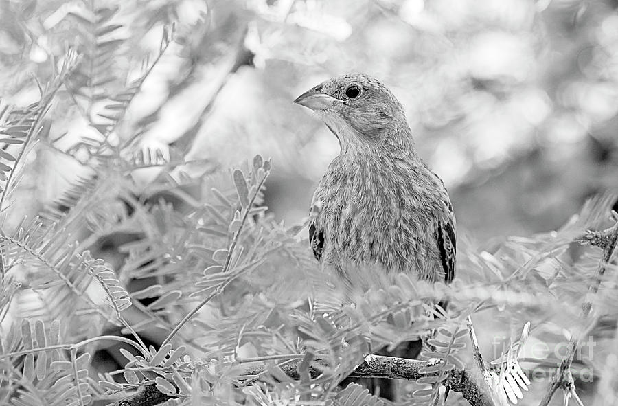 Finch Photograph - Desert Finch by Elisabeth Lucas