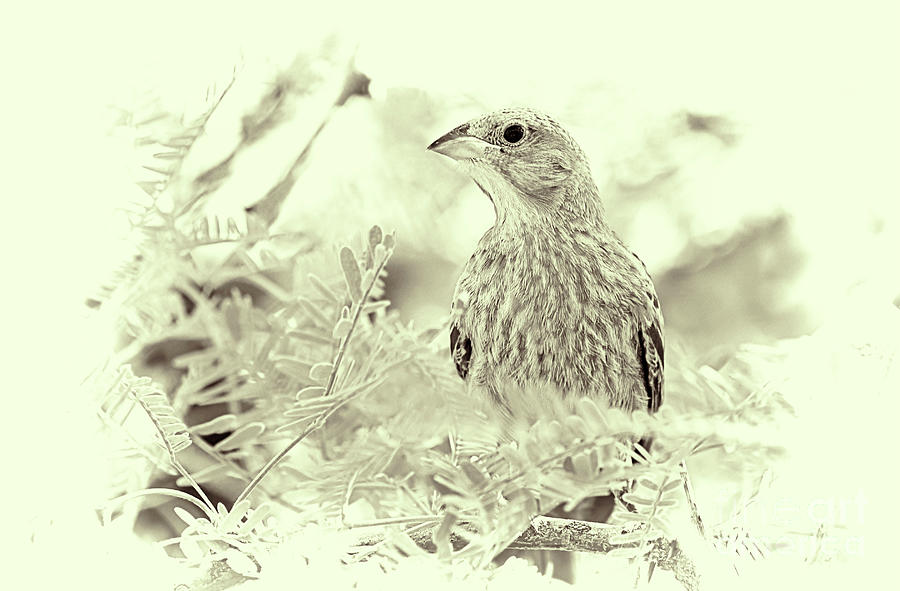 Finch Photograph - Desert Finch Sepia by Elisabeth Lucas