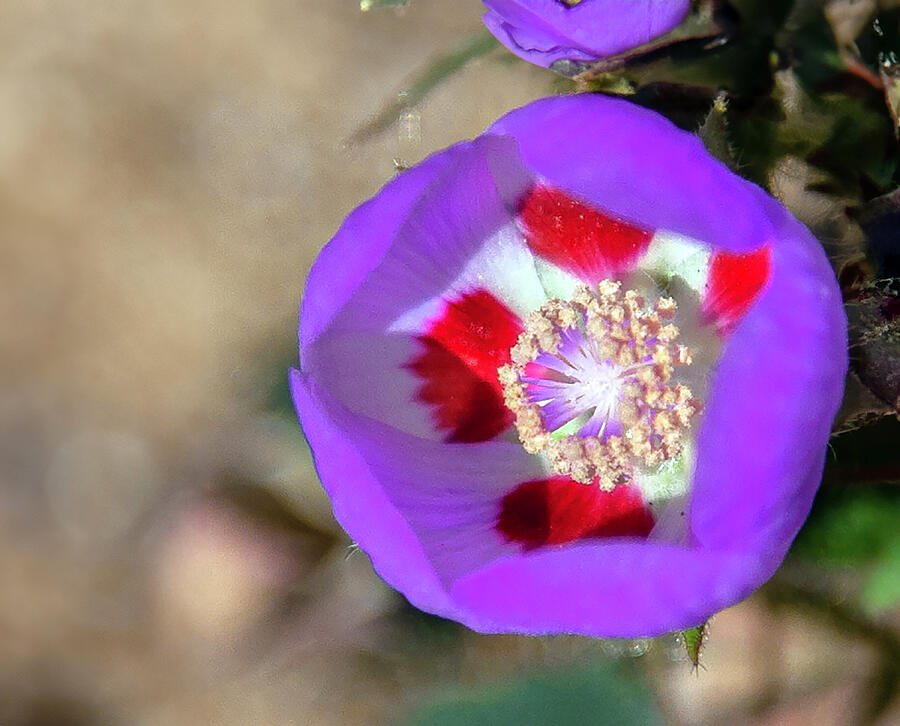 Desert Five Spot Flower Photograph by Matthew Bamberg