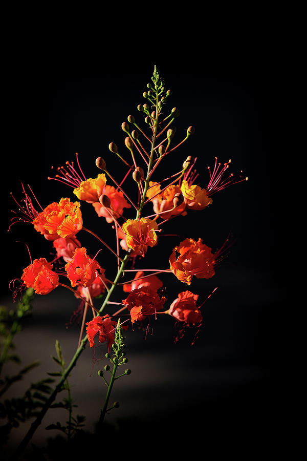 Desert Flower Photograph
