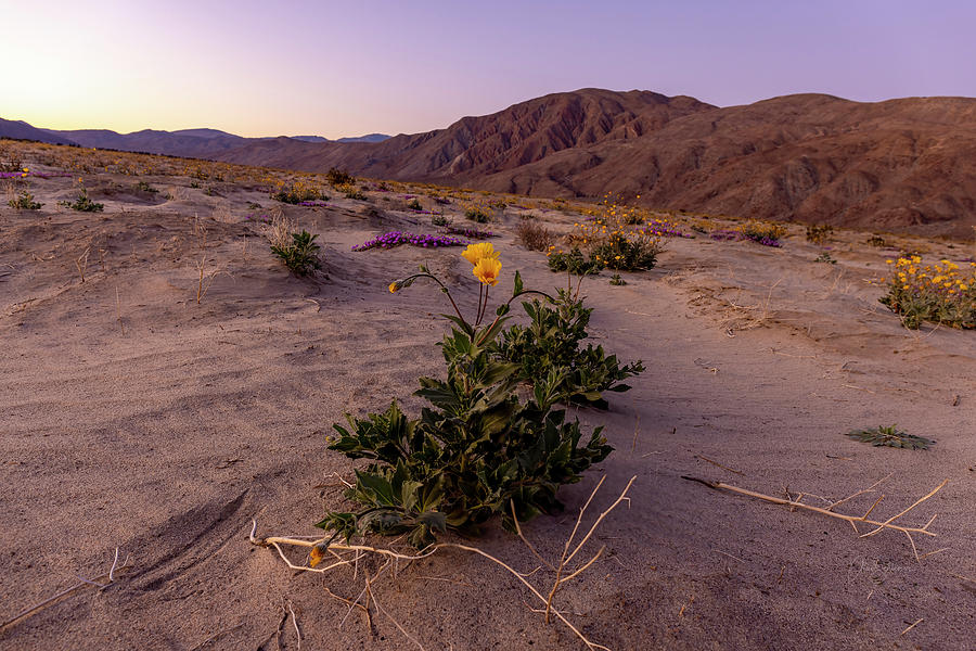 Desert Flowers Photograph by Alice Schlesier