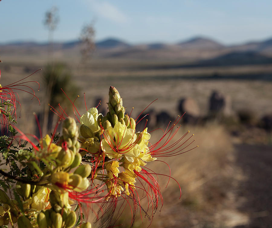 Landscape Photograph - Desert Flowers by Amber Kresge