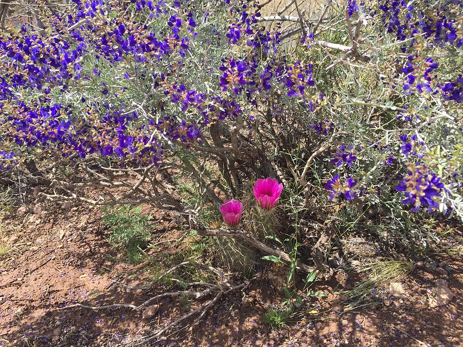 Desert Flowers Photograph by Annie Sliman