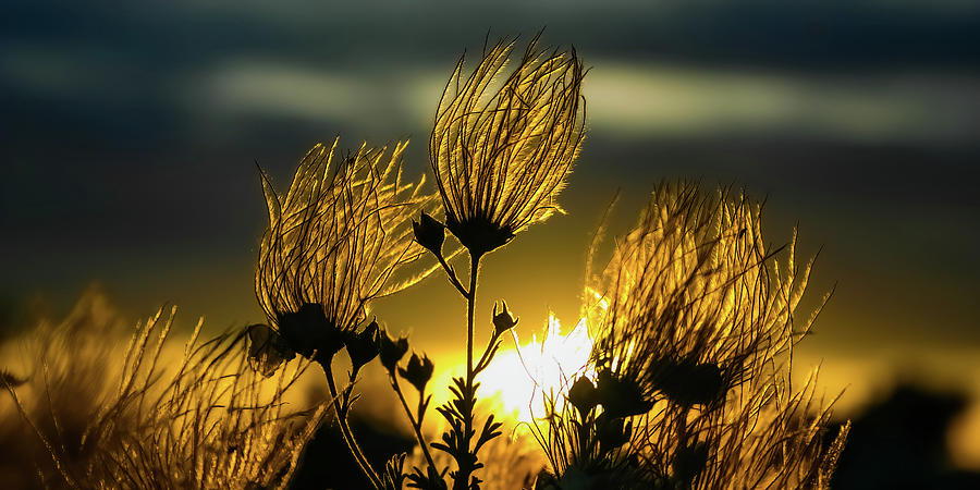 Desert Flowers at Sunset Photograph by Tommy Farnsworth