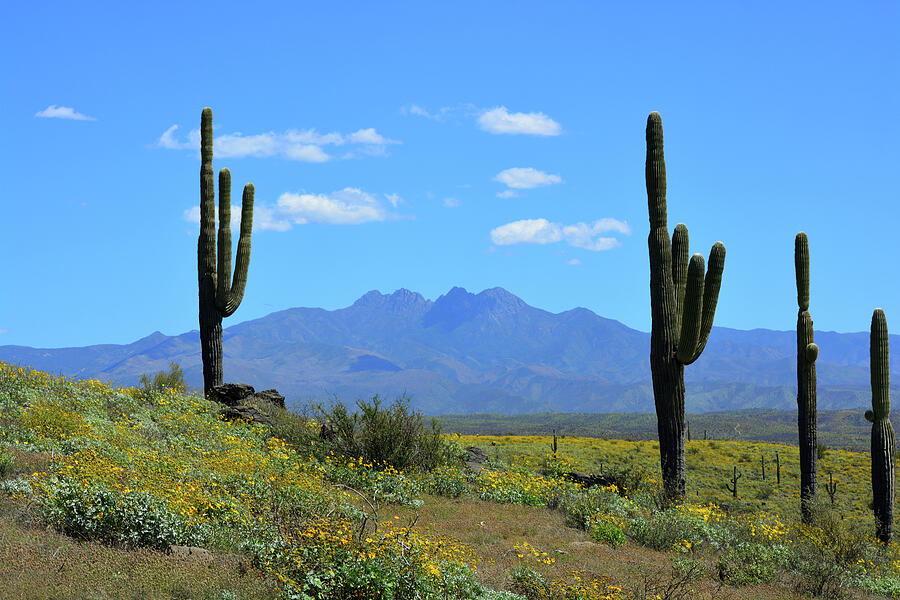 Four Peaks Desert Flowers Photograph by Barbara Sophia Photography