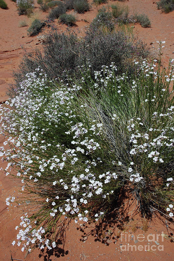 Desert flowers Photograph by Cindy Murphy
