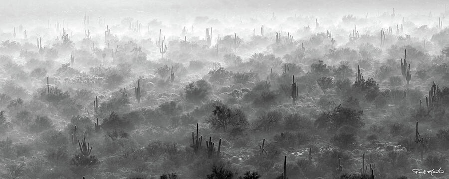 Desert Fog. Photograph by Paul Martin