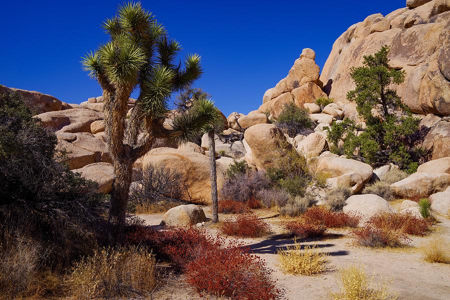 Desert Garden 2 Photograph by Stephen Sloan | Fine Art America