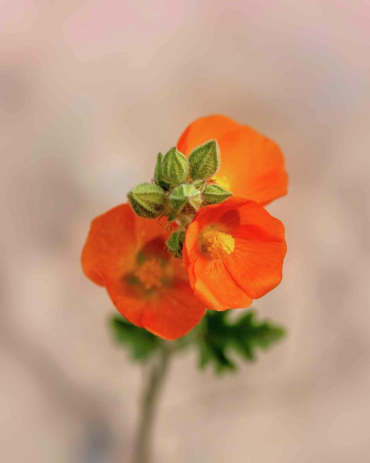 Desert Globemallow, wildflower, portrait Photograph by Alessandra RC
