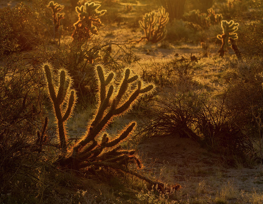 Desert Glow Photograph by Jean Noren