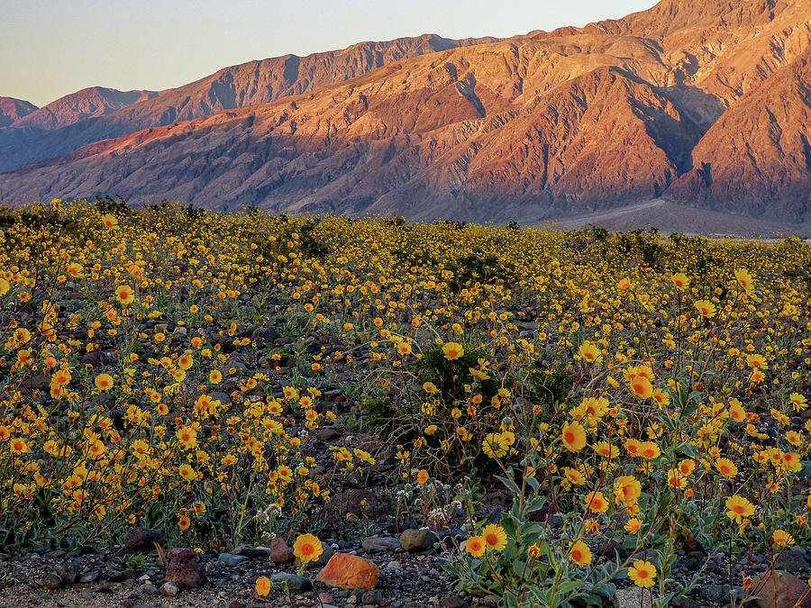 Desert Gold at Dusk 2 Photograph by Dianne Milliard | Fine Art America