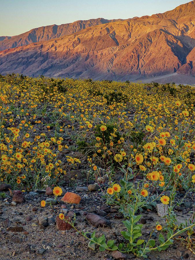 Desert Gold at Dusk Photograph by Dianne Milliard