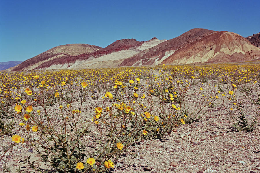 Desert Gold Super Bloom Photograph by Tom Daniel