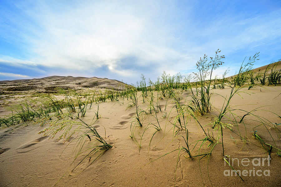 Desert Grasses Photograph by Jamie Pham - Fine Art America