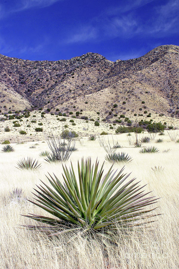 Desert Grassland - Dragoon Mountains Photograph by Douglas Taylor