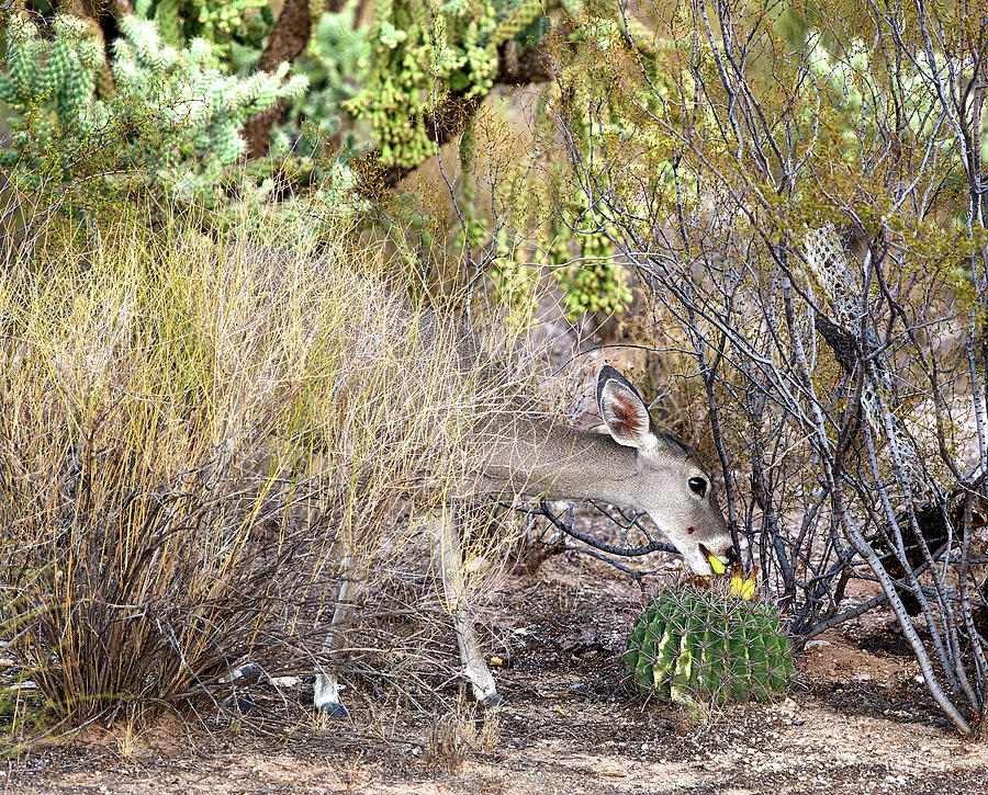 Desert Grazing - White-Tailed Deer and Barrel Cactus Photograph by Chris Anson