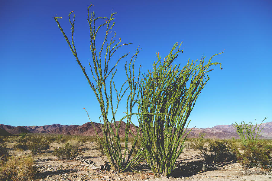 Desert Green Photograph by Laurie Search