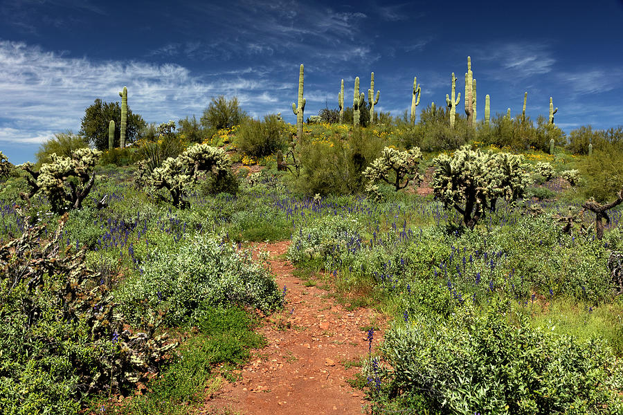 Desert Greens and Blues Photograph by Sue Cullumber