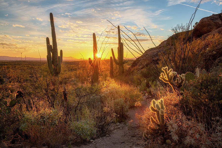 Desert Heat at Saguaro Forest Photograph by Alex Mironyuk