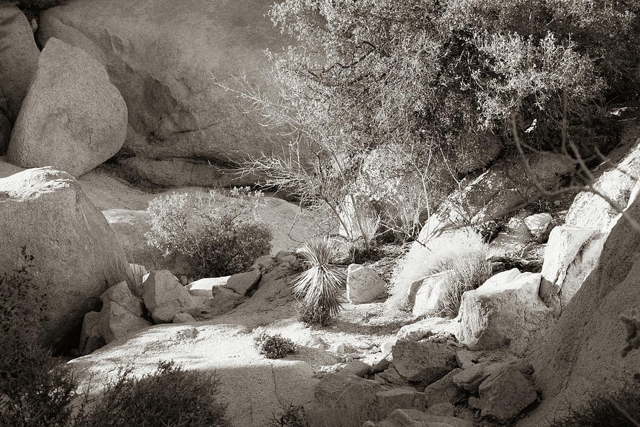 Mojave Desert Hideout Photograph by Pamela Stracey - Fine Art America