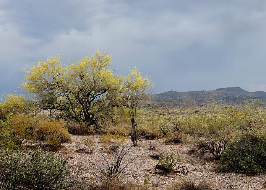 Desert Hues Photograph by Gordon Beck