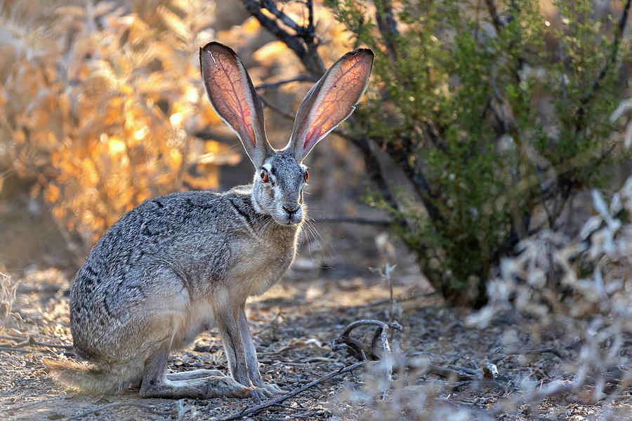 Rabbit Photograph - Desert Jack by Sue Cullumber