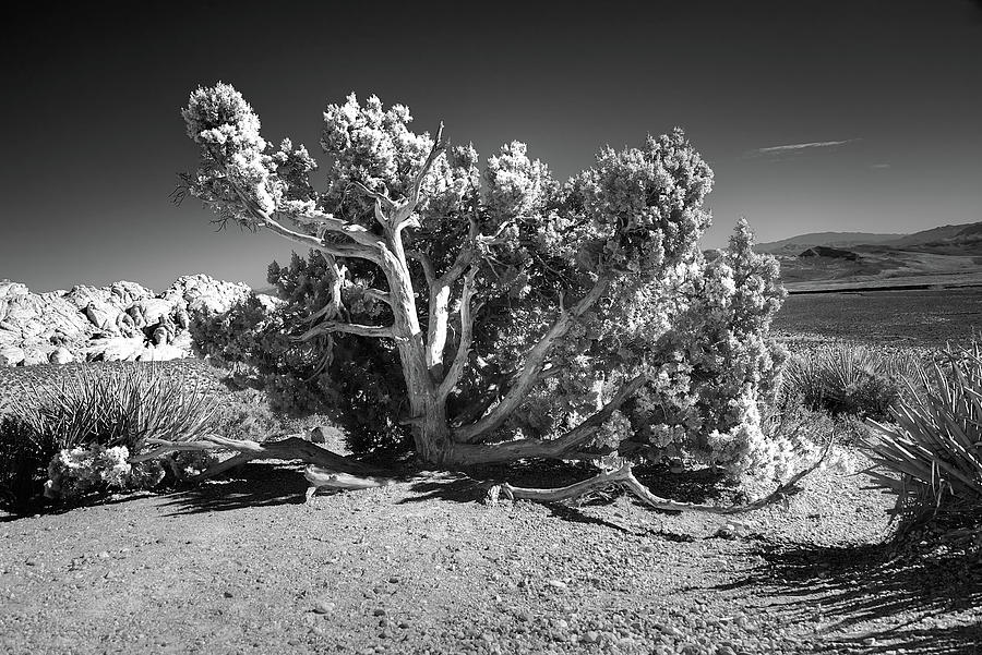 Desert Juniper Tree BW Photograph by Anthony Sacco