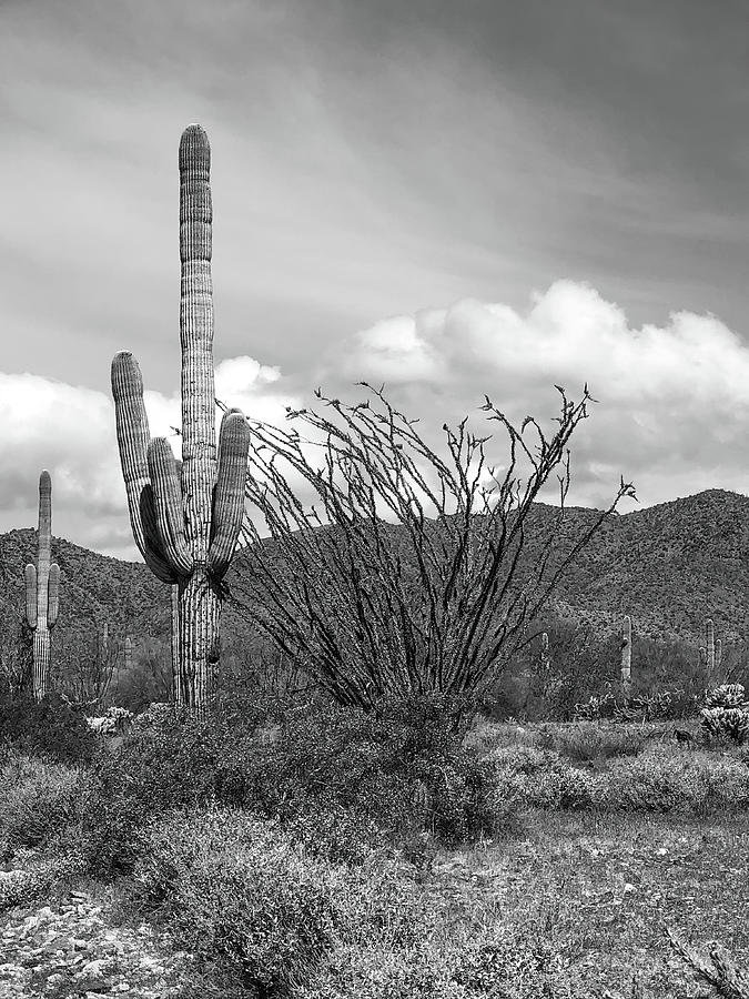 Desert Landscape Black and White Vertical  Photograph by Teresa Wilson