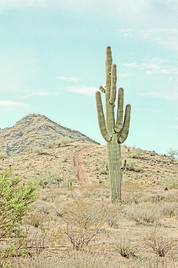 Desert Landscape Saguaro Cacti Vintage Photograph by Jennie Marie Schell