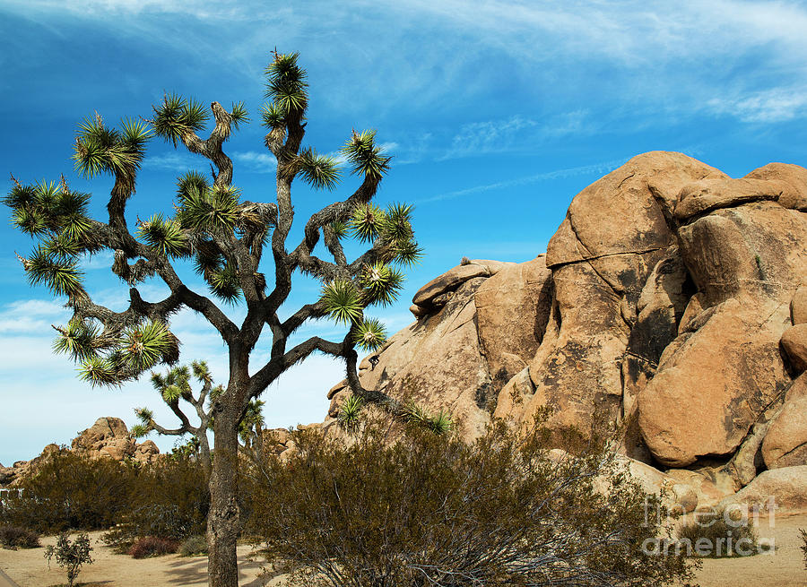 Landscape in Valley Nature Trail, Joshua Tree National Park, California Photograph by Yefim Bam