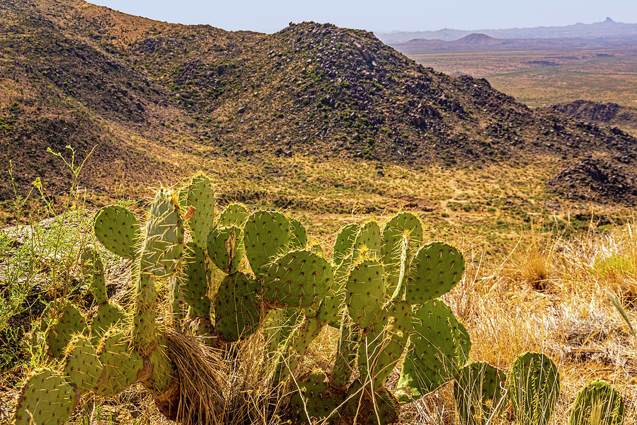 Desert Landscape Photograph by Lonnie Paulson
