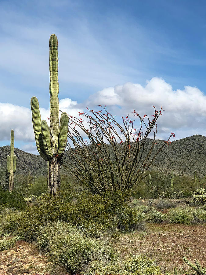 Nature Photograph - Desert Landscape Vertical by Teresa Wilson