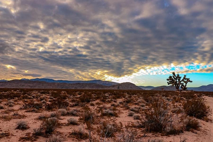 Desert Landscape Photograph By Wendy Summers - Fine Art America