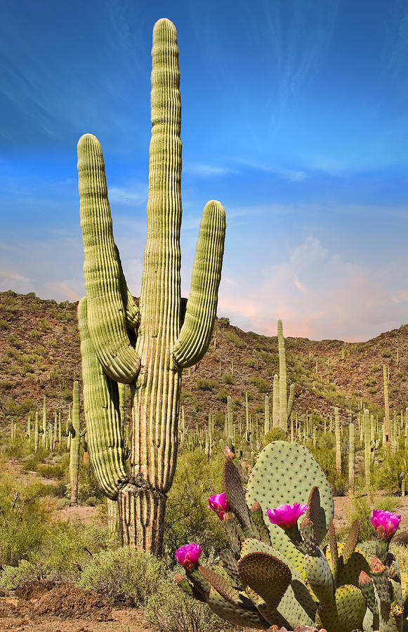 Desert Landscape with Cactus in Arizona Photograph by Charles Harker