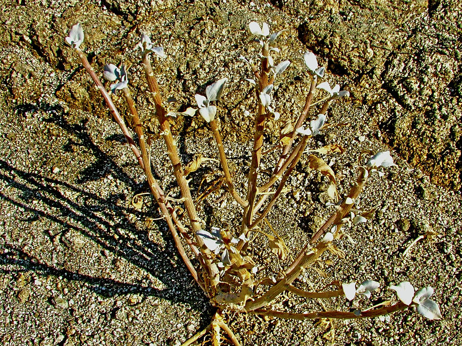 Desert Lavender Dried Leaves, Art Smith Trail, Santa Rosa-San Jacinto National Monument, California Photograph by Ruth Hager