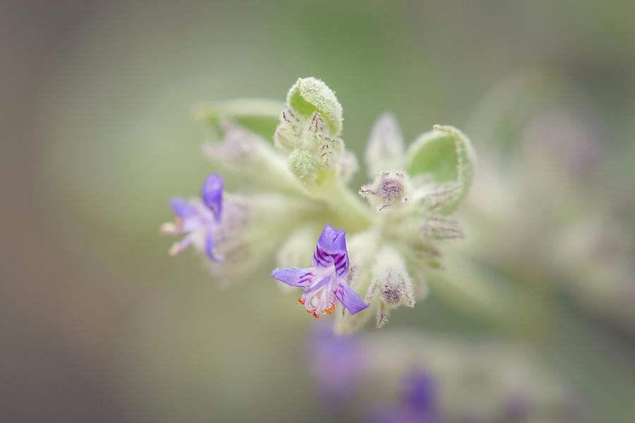 Desert Lavender Flowers - Condea emoryi Photograph by Alexander Kunz