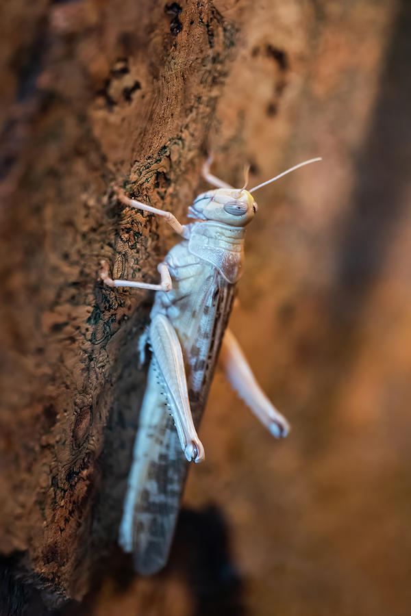 Desert Locust Schistocerca Gregaria Photograph by Artur Bogacki