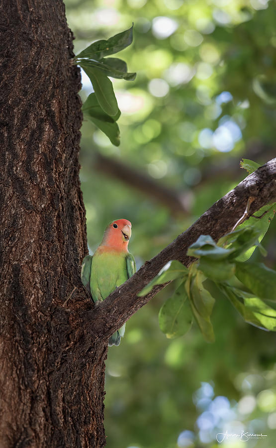 Lovebird Photograph - Desert Lovebird by Aaron Burrows