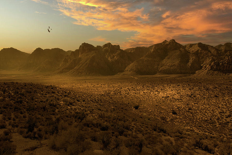 Desert Luminosity Photograph by Frank Wilson