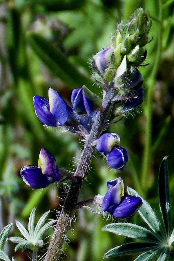 Desert Lupine on Mount Lemmon on Catalina Highway in Tucson, Ariizona ...