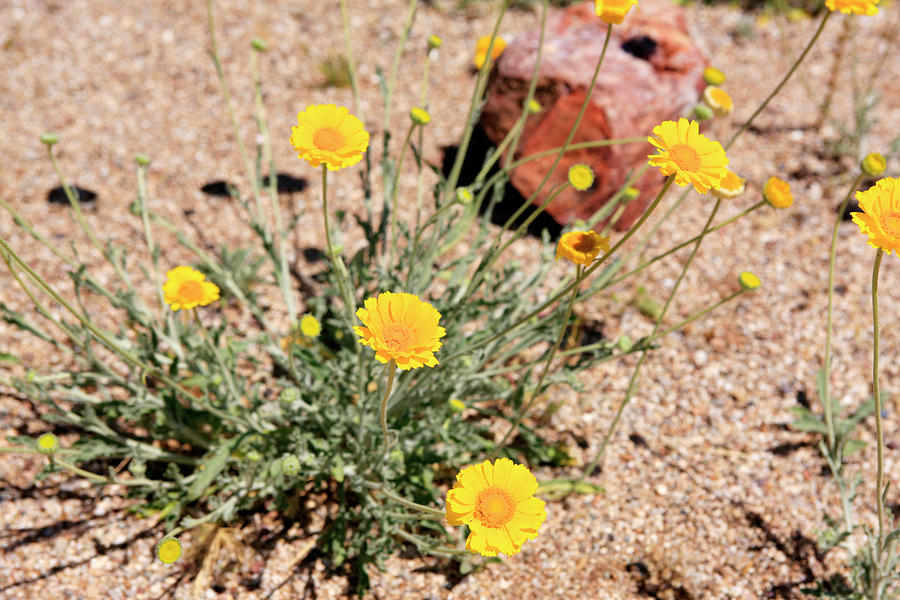 Desert Marigold Photograph by Chris Smith