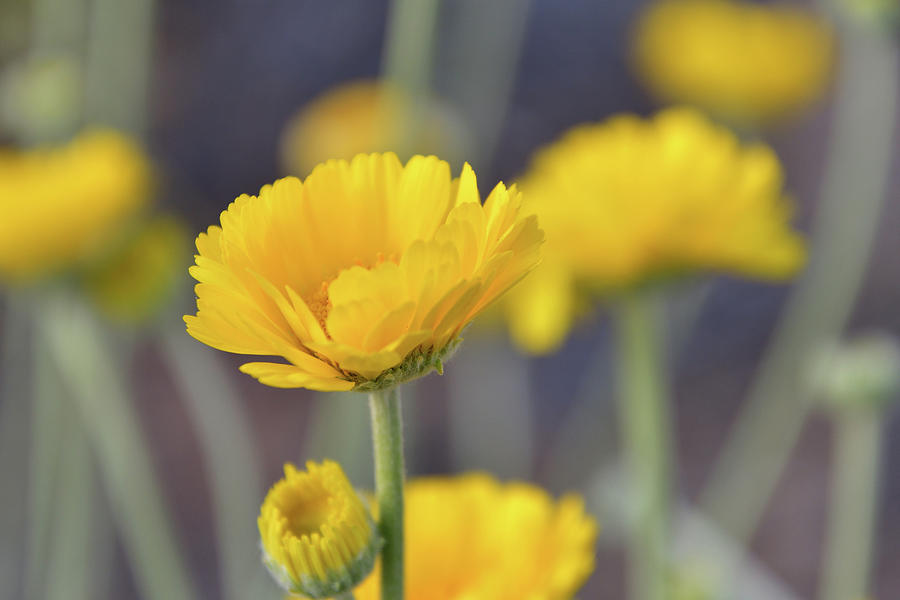 Desert Marigold Photograph by Sheryl Macklin - Fine Art America