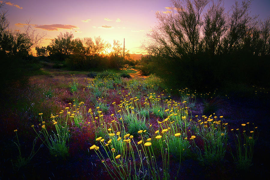 Sunset Photograph - Desert Marigolds at Sunset by Chance Kafka