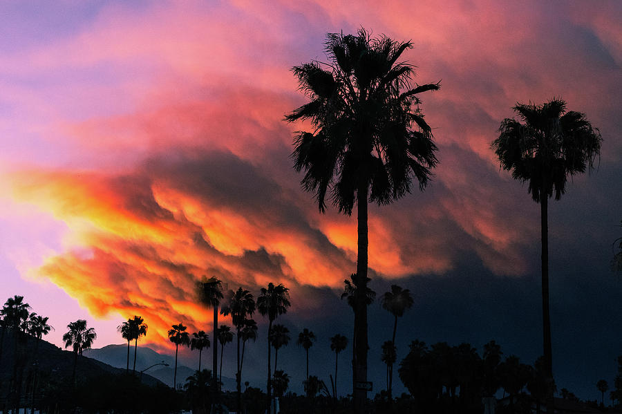 Desert Monsonial Sky, Palm Tree Silhouette Photograph by Bonnie Colgan