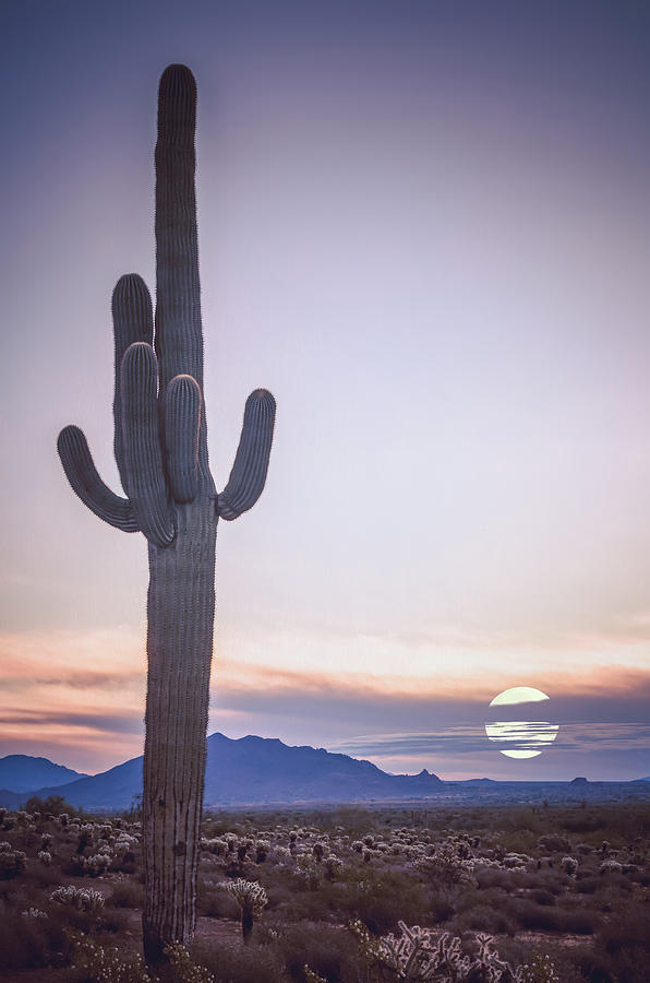 Desert Moon Photograph by Don Schwartz