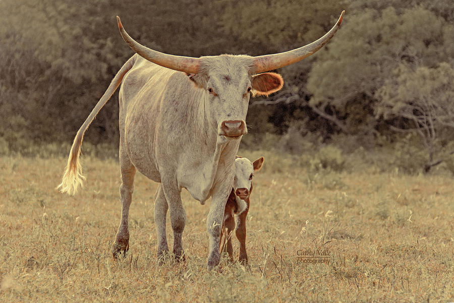 Desert Moon Texas longhorn cow Photograph by Cathy Valle