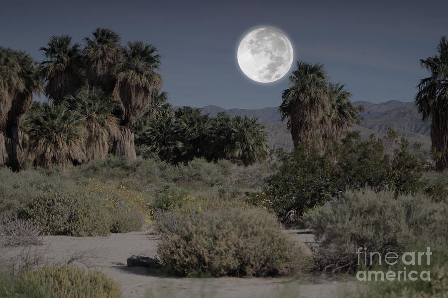 Desert Moonlight Scene Coachella Preserve Photograph by Colleen Cornelius