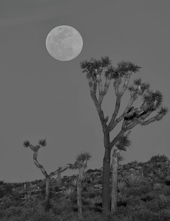 Desert Moonrise Black and White Photograph by Loree Johnson