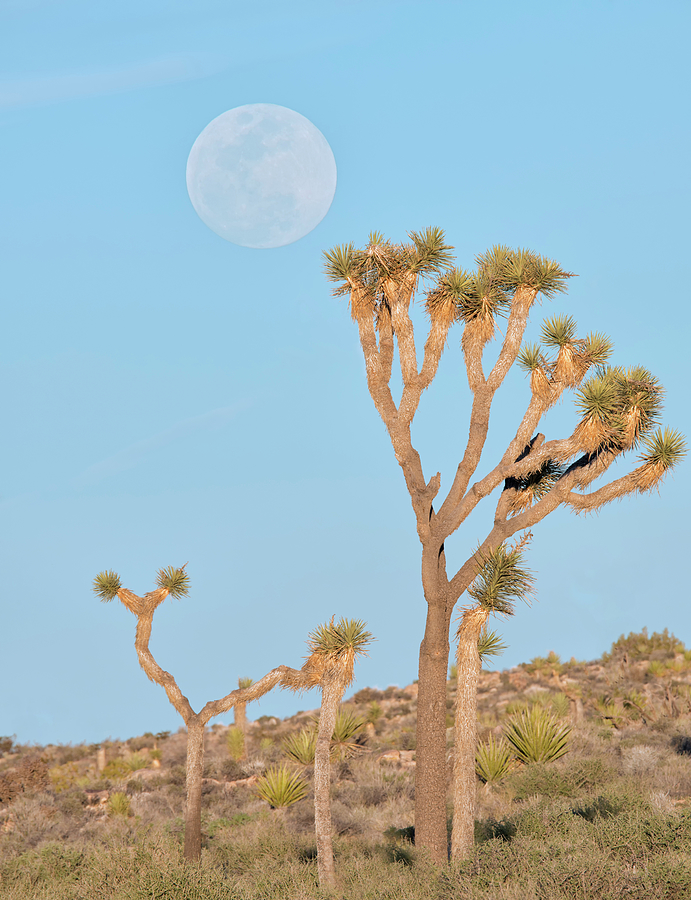 Desert Moonrise Photograph by Loree Johnson