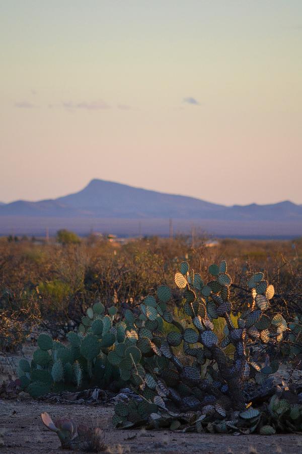 Desert Morning Photograph by Alden White Ballard